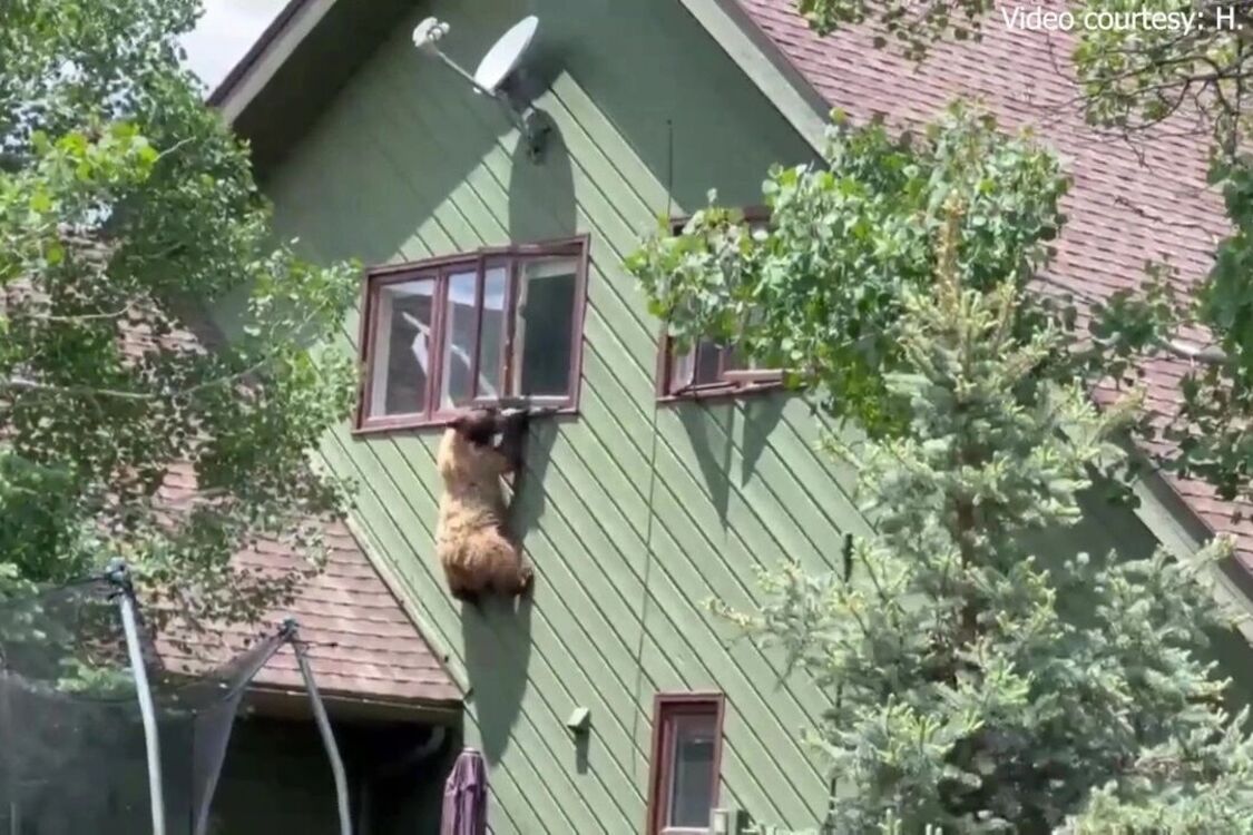 У США ведмідь заліз до будинку, з'їв відбивні та потім втік через вікно (відео)