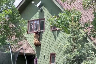 В США медведь залез в дом, съел отбивные и затем сбежал через окно (видео)