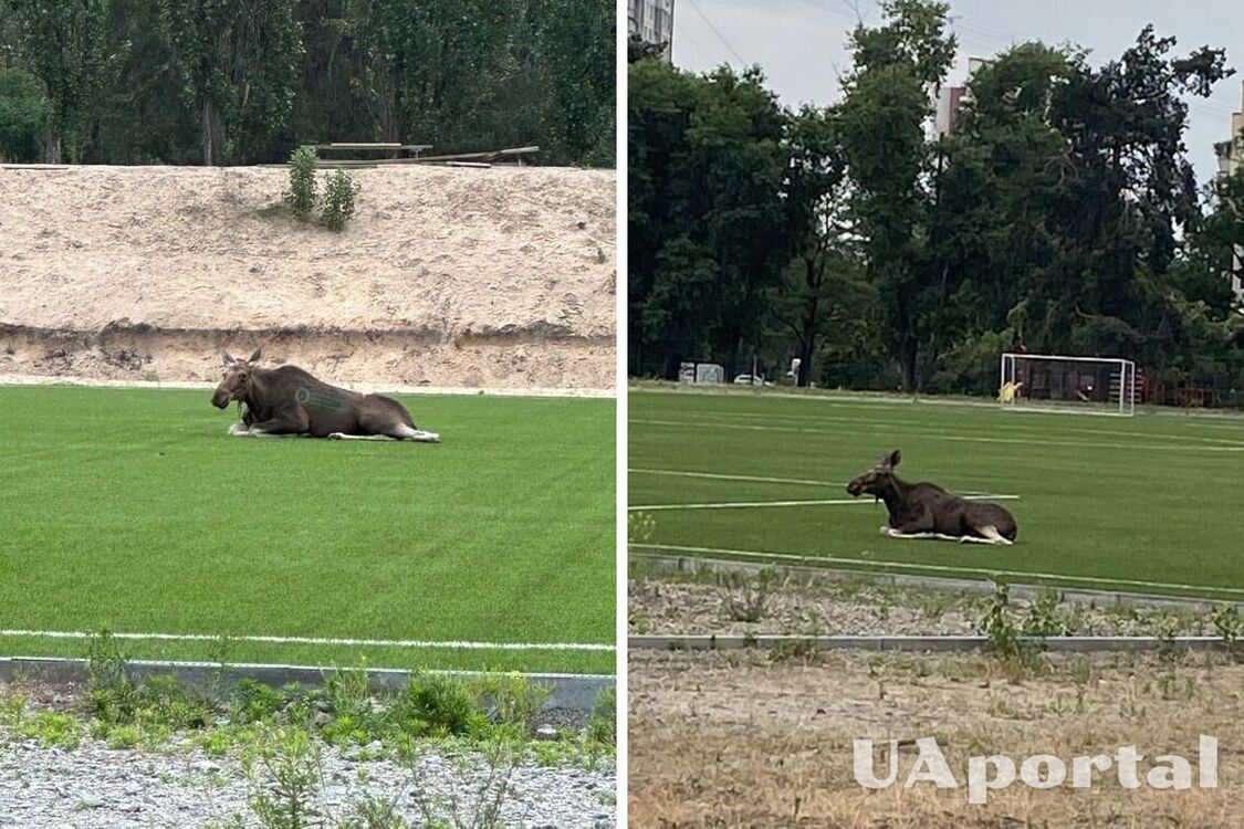 У Києві, біля парку Партизанської слави, помітили лося, який відпочивав на футбольному полі (фото)