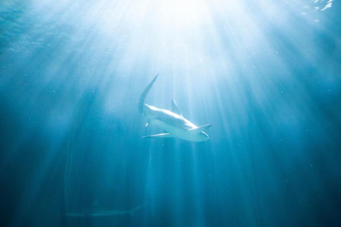 Sharks attack Netflix crew during filming of show