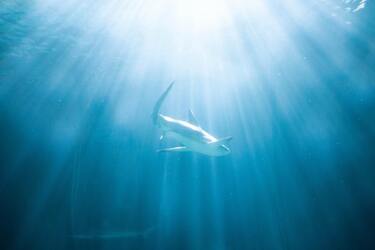 Sharks attack Netflix crew during filming of show