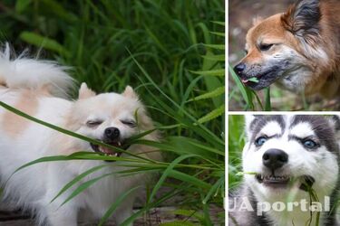 Вчені пояснили, чому собаки їдять траву: чи варто їм забороняти це