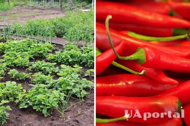 Природный пестицид защитит растения от жуков, без использования вредных химикатов: секреты дачников