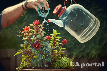 Правильное время и техника: Как удобрять почву для цветущих растений