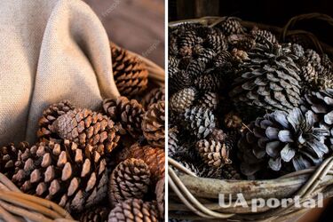 Что можно сделать с сосновыми шишками