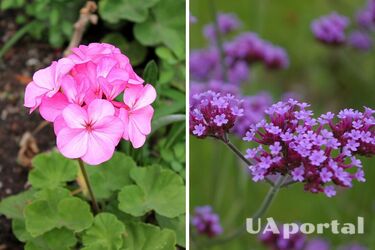 Top 5 plants that will make the garden look 'lively' without constant watering