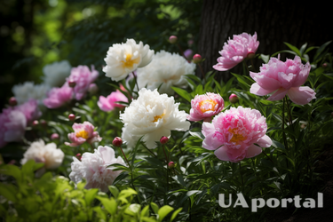 Peony care after flowering: how to prune correctly and avoid mistakes