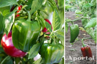 How to fertilize peppers in June