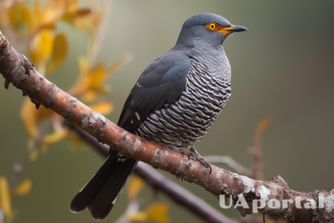 What does it mean when you dream of a bird: a favorable sign and luck