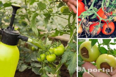 Опытные огородники дали советы, как предотвратить гниение помидоров