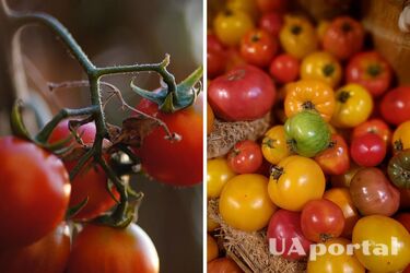 How to avoid tomatoes rotting and to care for tomatoes in the garden