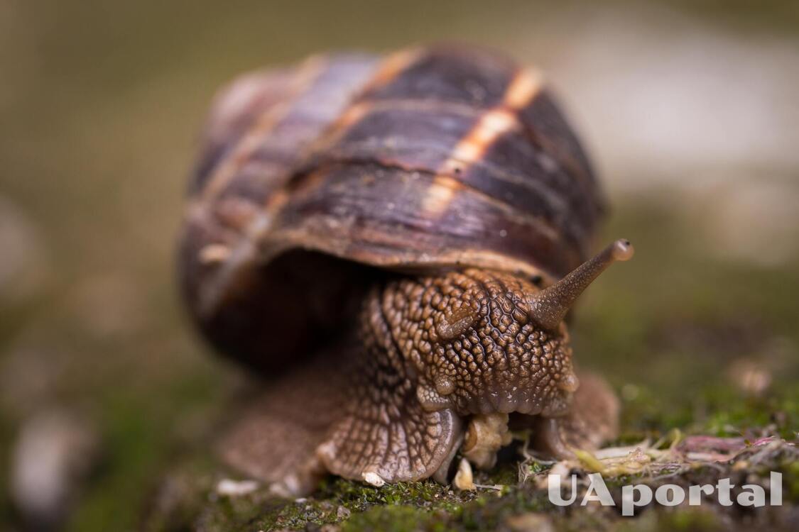 In the US, one of the counties was quarantined due to a giant African snail