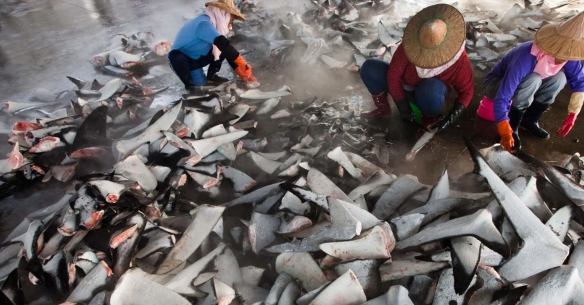 About 10 thousand blue sharks were killed in Brazil by finning hunters