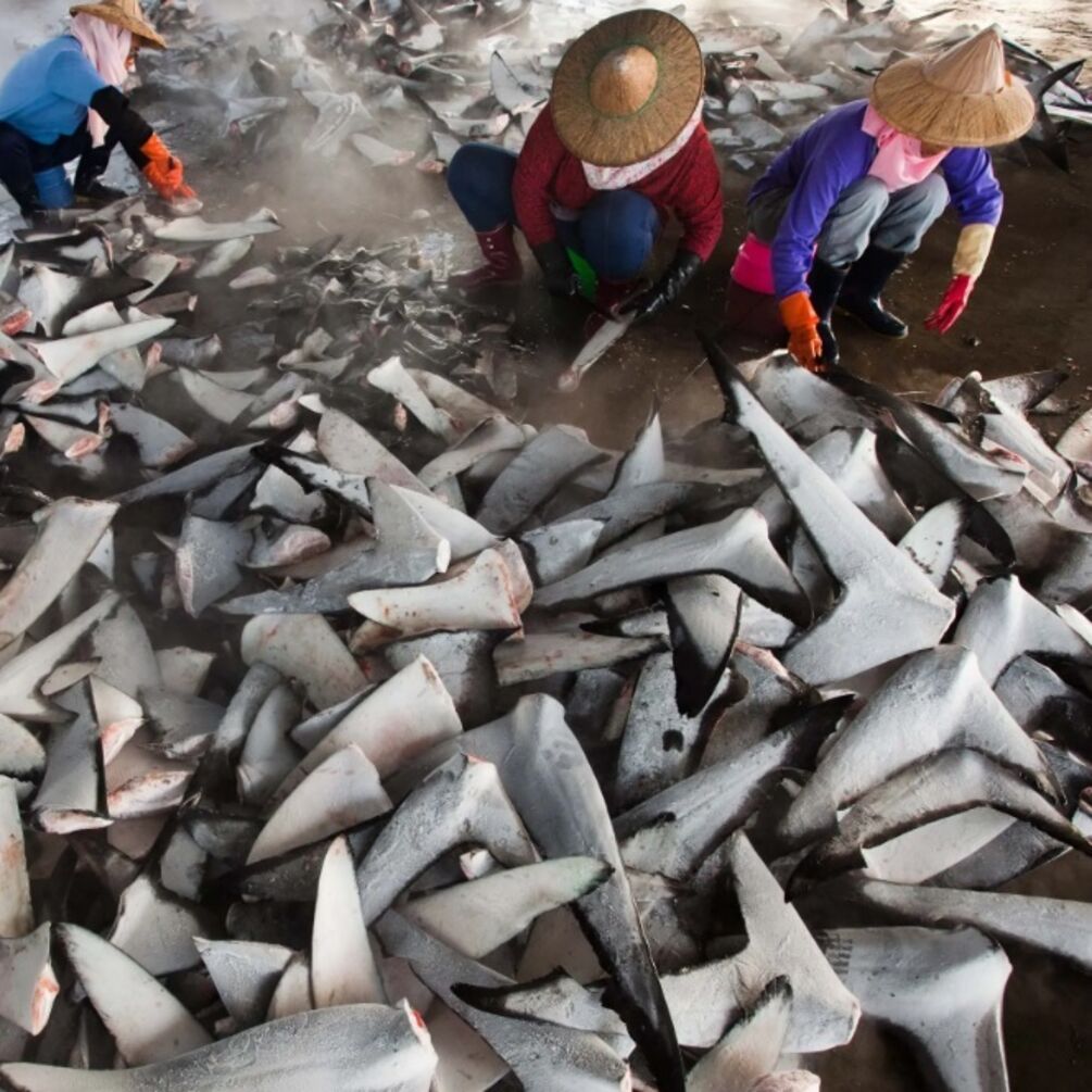 Около 10 тысяч голубых акул были убиты в Бразилии охотниками за их плавниками