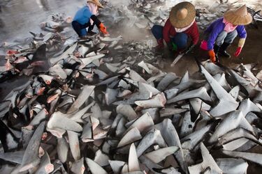 Близько 10 тисяч блакитних акул було вбито у Бразилії мисливцями за їхніми плавниками