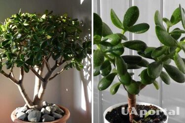 Тихая смерть: почему нельзя ставить денежное дерево в спальне