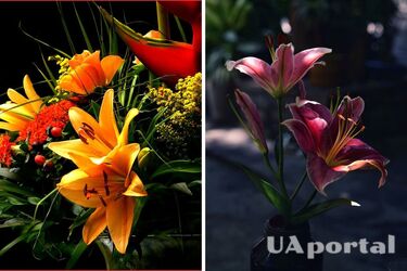 Треба додати до води, щоб лілії довше стояли свіжими: лайфхак з цукром