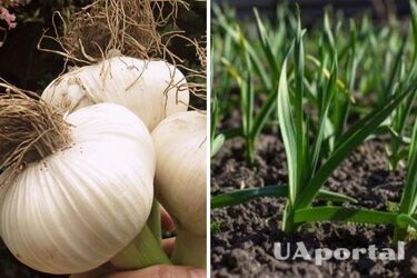 Вырастет огромный: чем подкормить чеснок