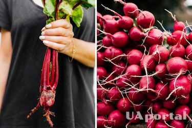 Удобрения для редиса - как вырастить здоровую свеклу и редис