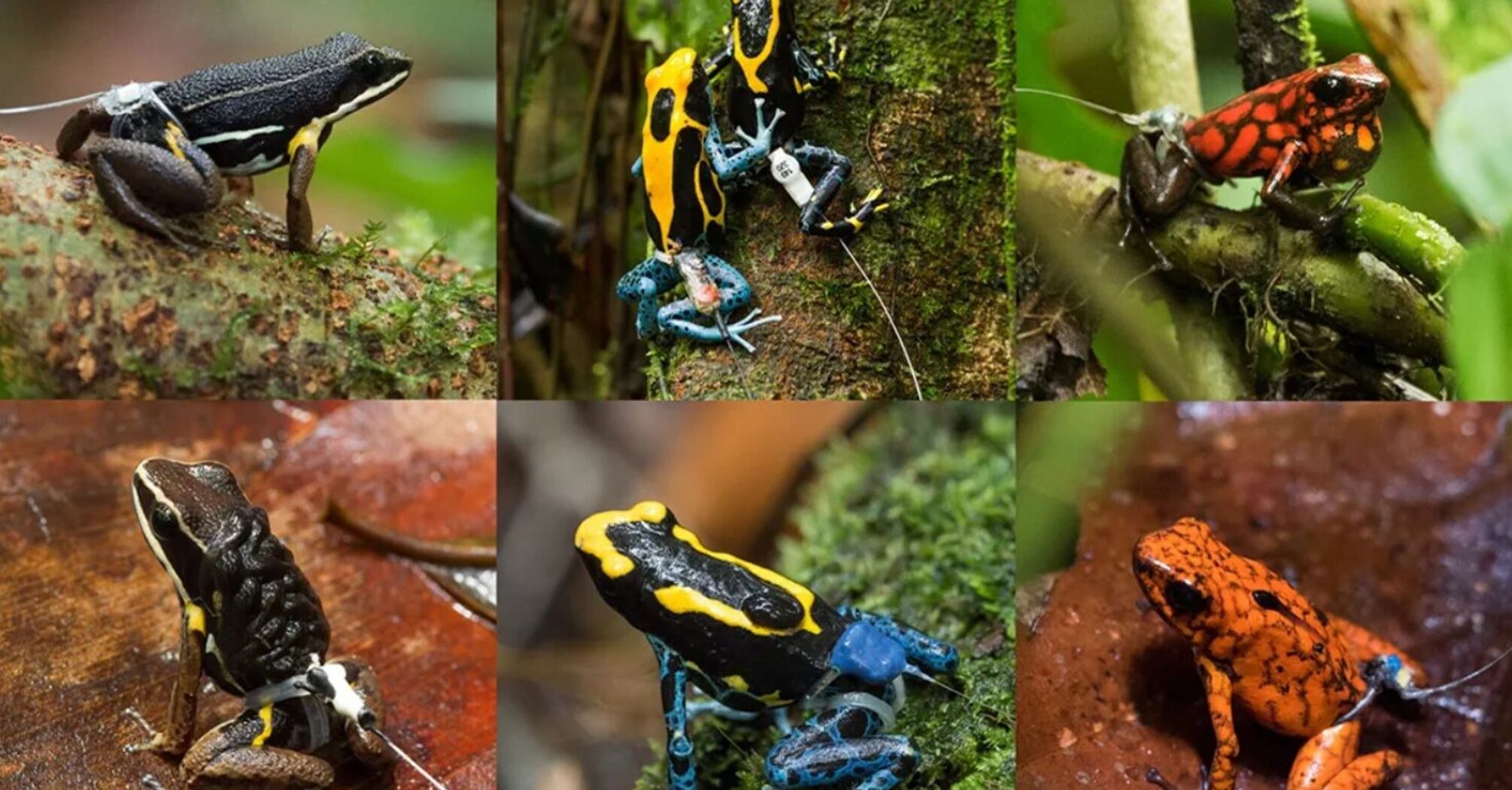 Вчені надягли на жаб 'стрінги', аби дослідити їхню поведінку (фото)