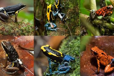 Вчені надягли на жаб 'стрінги', аби дослідити їхню поведінку (фото)