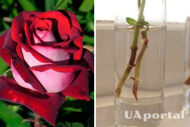 Как вырастить розу из побега: советы от опытных огородников