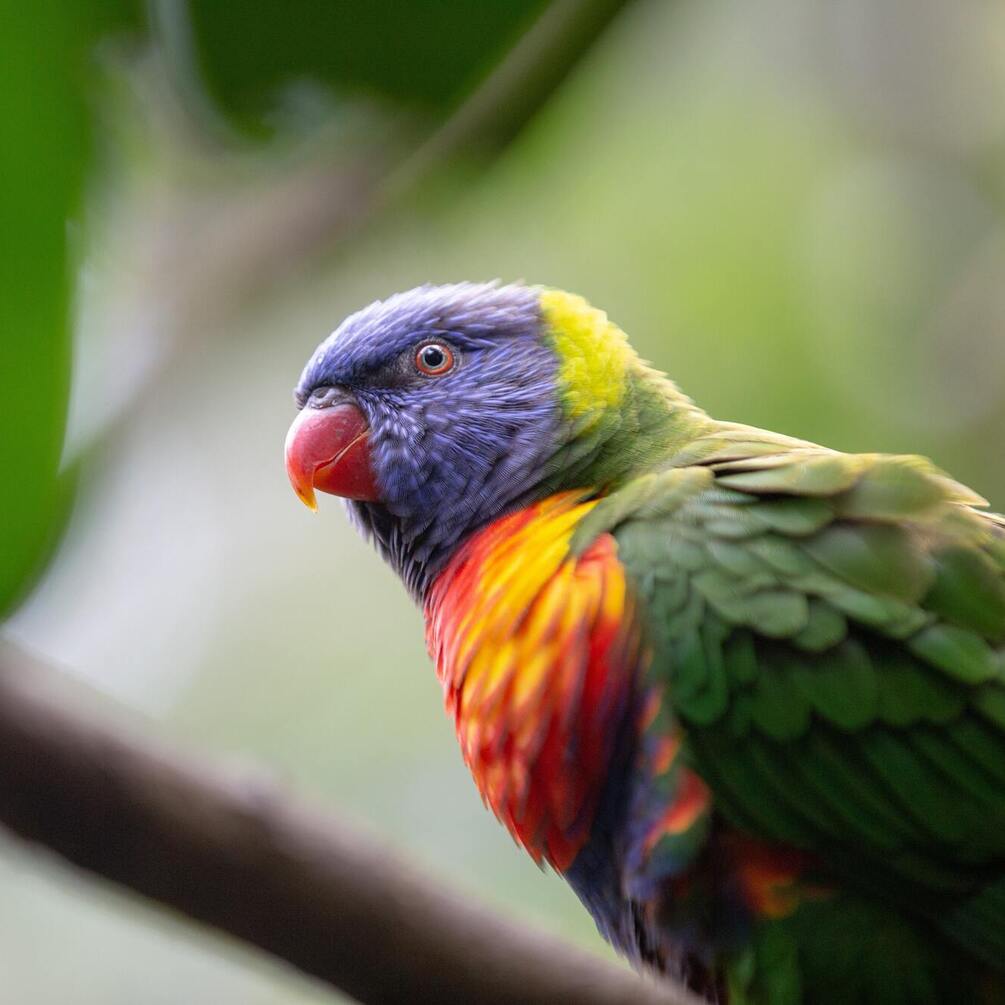 Parrot in New Zealand unwittingly became a video blogger after stealing a camera (video)