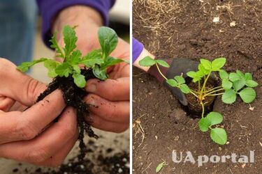 Пять роковых ошибок на огороде, которые могут уничтожить ваш урожай