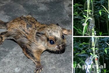 Flying squirrels in China have developed a clever way to hide their nuts (video)