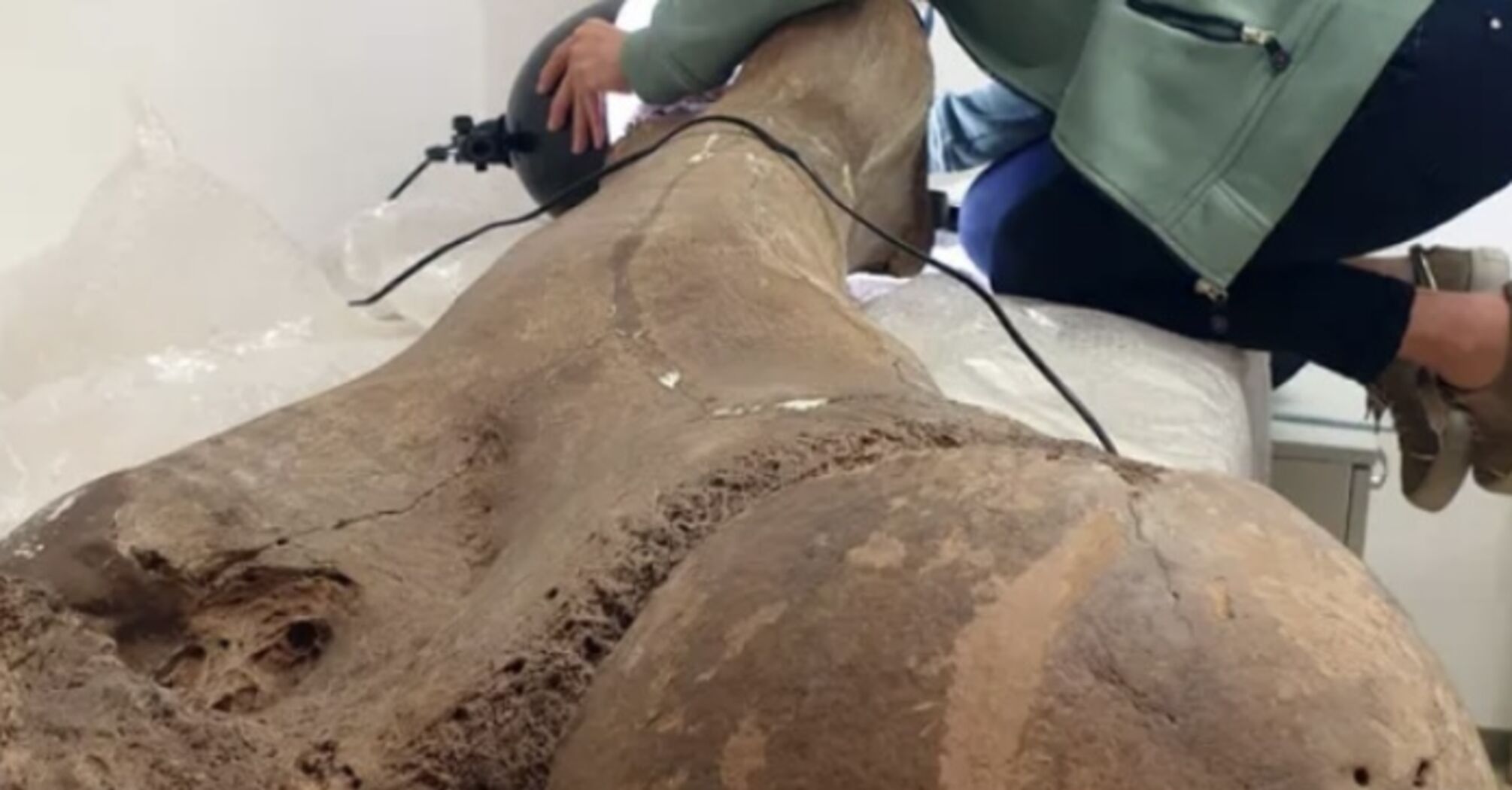 Археологи знайшли у Німеччині останки прямобивневих слонів віком 125 000 років, які були втричі більші за сучасних