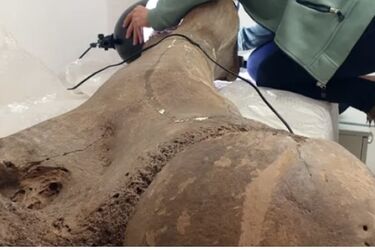 Археологи знайшли у Німеччині останки прямобивневих слонів віком 125 000 років, які були втричі більші за сучасних