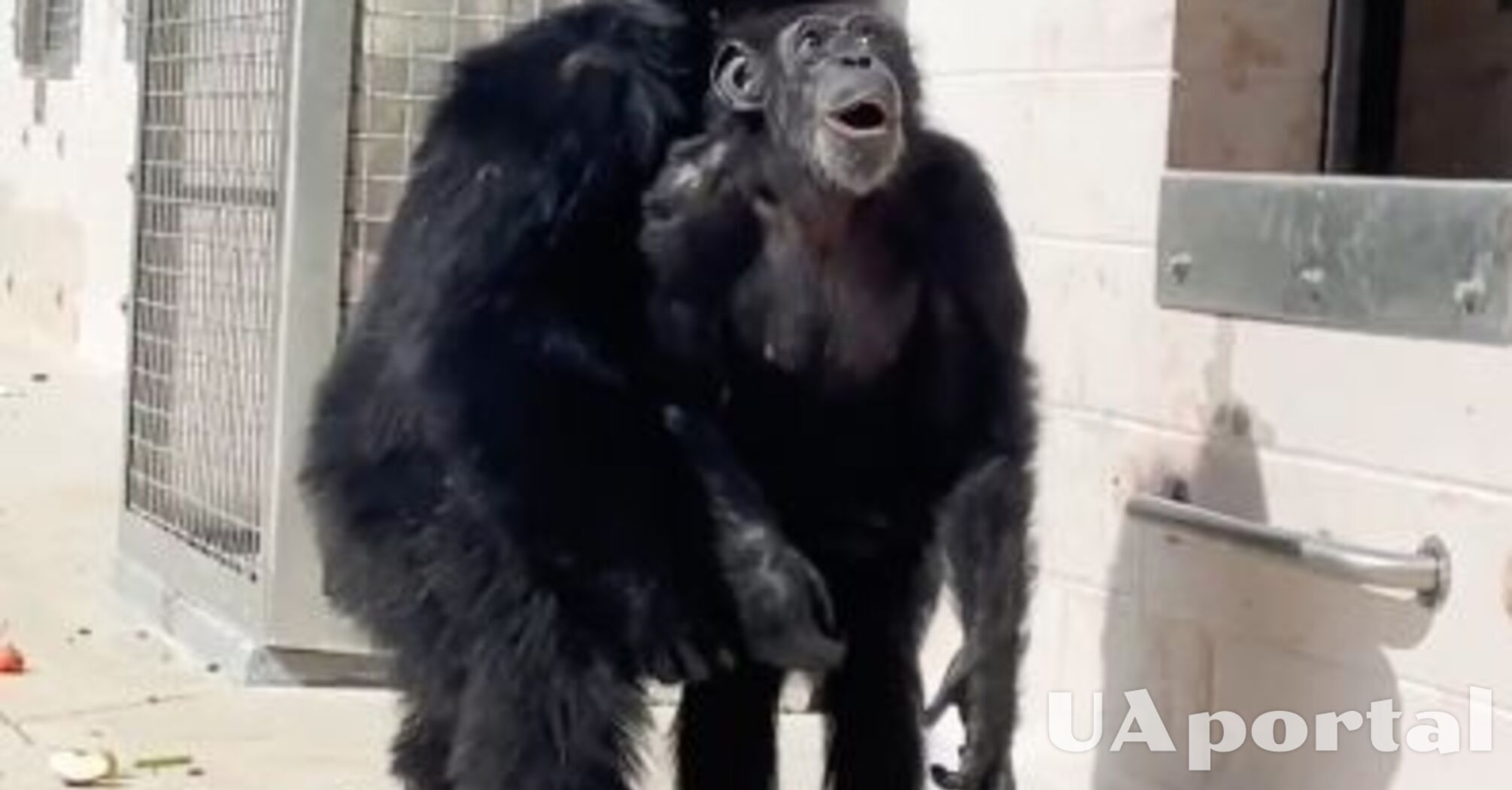 Увидела небо: сеть тронула реакция шимпанзе, которую впервые за 29 лет выпустили из клетки во Флориде (видео)