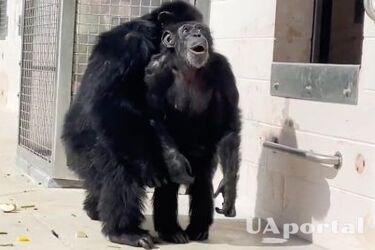 Побачила небо: мережу зворушила реакція шимпанзе, яку вперше за 29 років випустили з клітки у Флориді (відео)