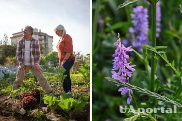 Средство от сорняков – как избавиться от сорняков в домашних условиях – что лучше всего от сорняков