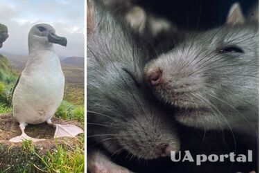 На острове Марион мыши впервые убили взрослых альбатросов (фото 18+)