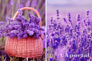 How to water lavender to grow lushly: secrets of experienced gardeners