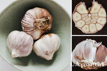 How to grow garlic at home: the secrets of growing garlic