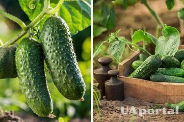 Чем удобрять огурцы в июле, чтобы получить богатый урожай