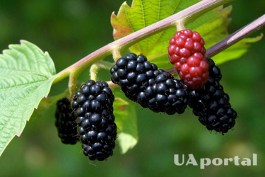 How to wash your hands after mulberry