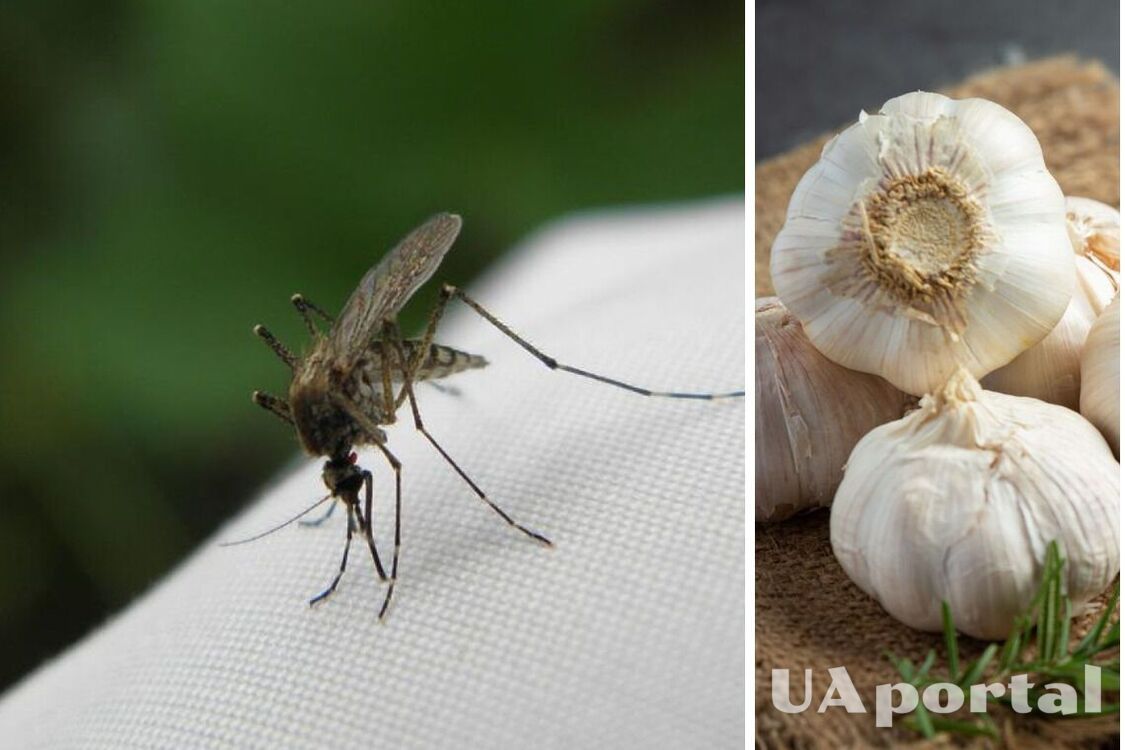 Как сделать чесночный спрей от комаров: простой лайфхак