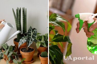 Почему не следует строго соблюдать график полива комнатных растений и как это может навредить
