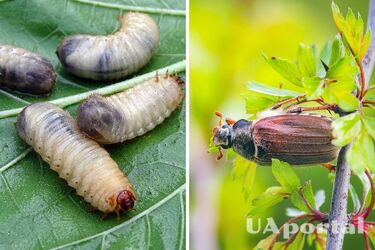 Украинцы озабочены исчезновением майских жуков: энтомологиня объяснила, почему вредителей стало меньше