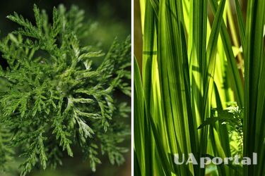 Тимьян, полынь и аир: что значат травы, которые святят на Троицу