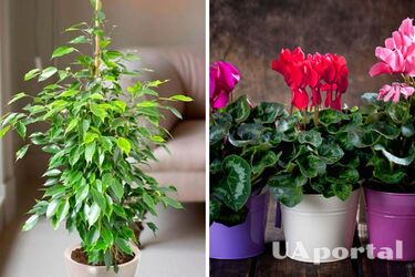 Опасные для здоровья: топ-5 растений, которые нельзя держать дома