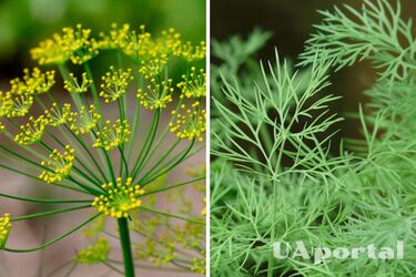 Два способи підживлення кропу - чим підгодувати кріп - підживлення кропу нашатирним спиртом і золою