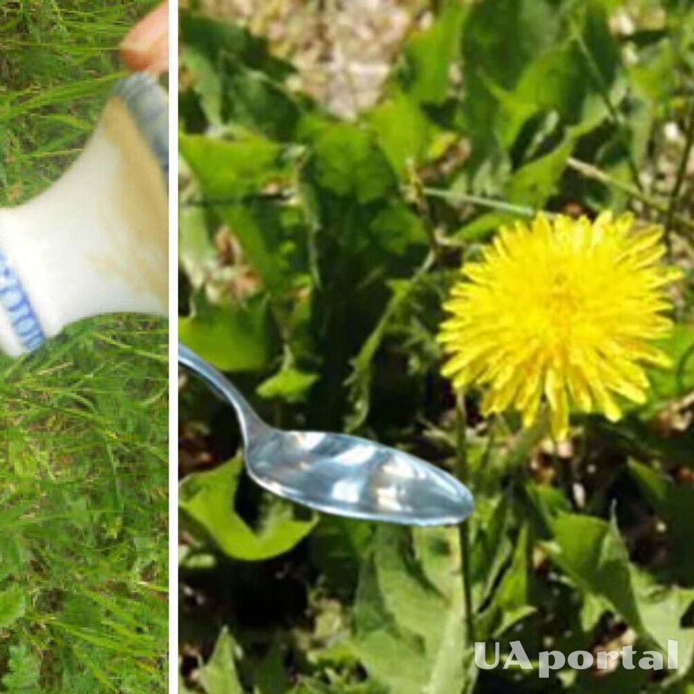 Як вивести кульбаби на городі та в саду: дешевий та ефективний лайфхак
