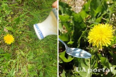 Що зробити, щоб кульбаби не рослина городу та в саду