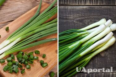 Як зберегти зелену цибулю на зиму: дієвий лайфхак