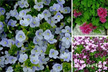 Які ґрунтопокривні рослини посадити на ділянці, щоб позбутися бур'янів