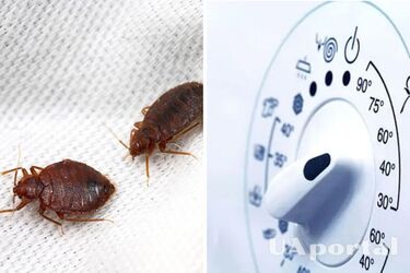 Как избавиться от клопов дома